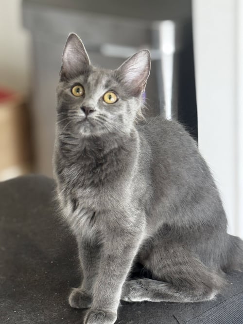 PETUNIA - Domestic Medium Hair available for adoption
