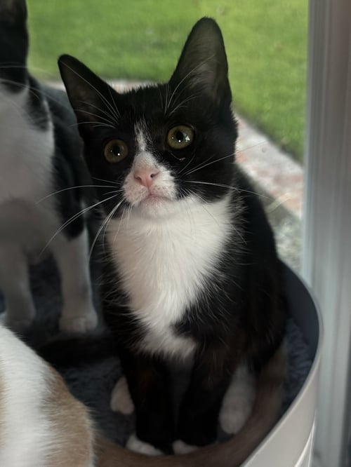 DAISY - Tuxedo / Domestic Medium Hair available for adoption