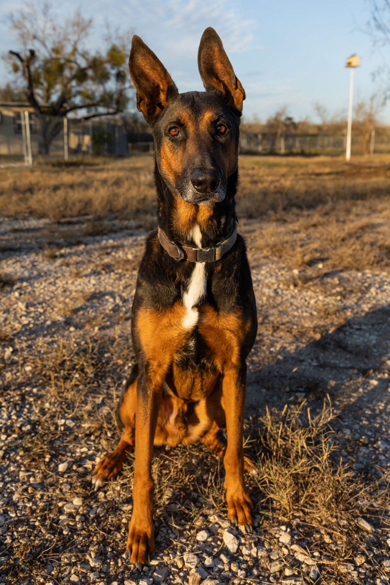 CHARLIE - German Shepherd Dog available for adoption