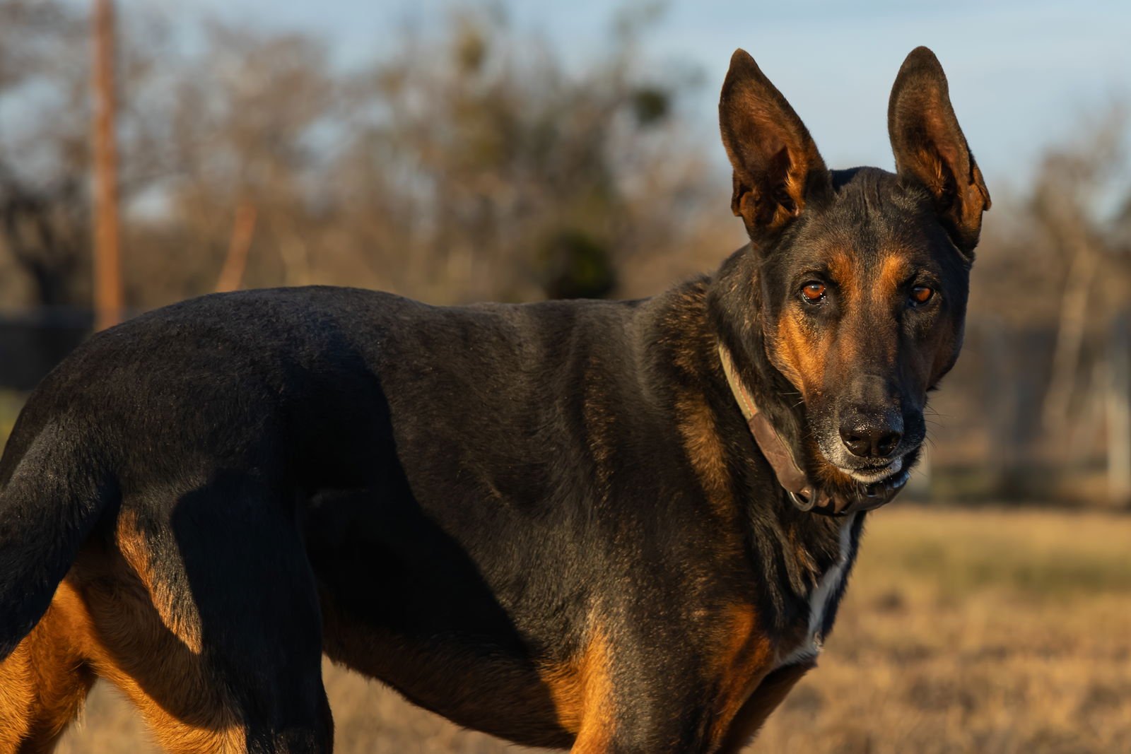 CHARLIE - German Shepherd Dog available for adoption