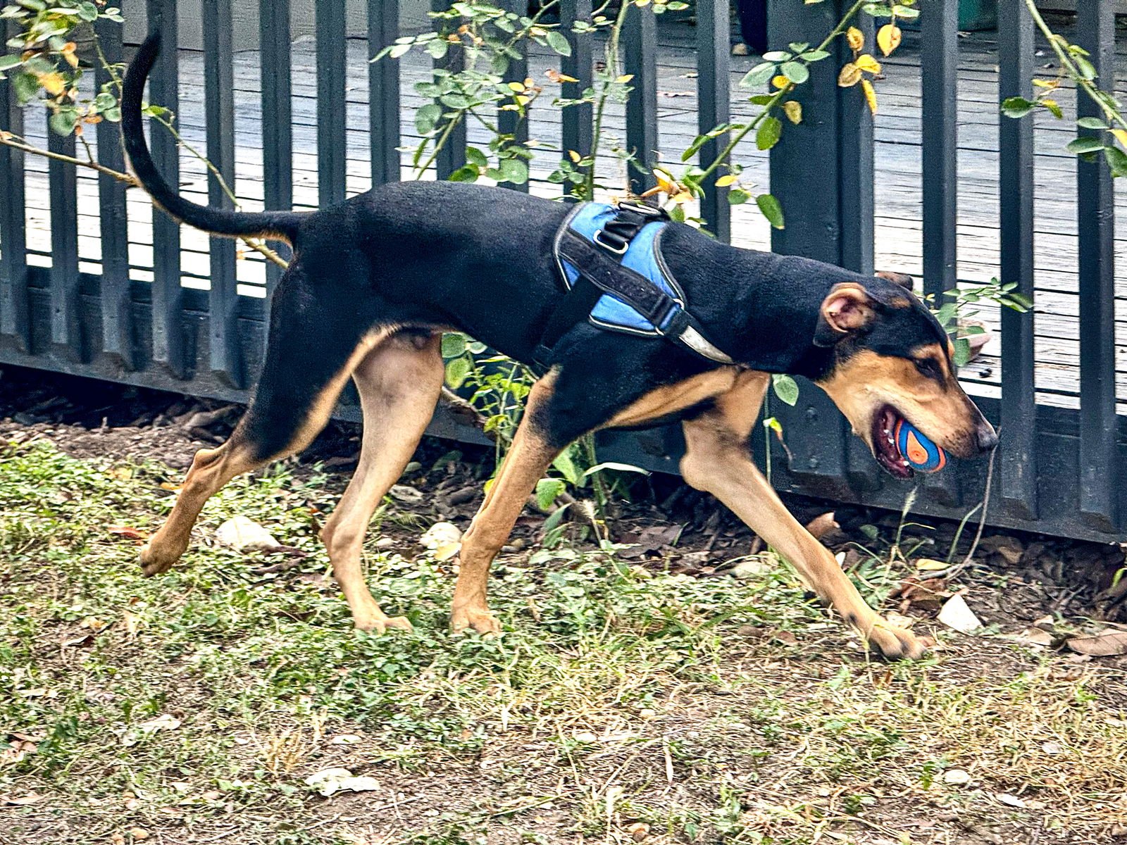 GONZO - Doberman Pinscher available for adoption