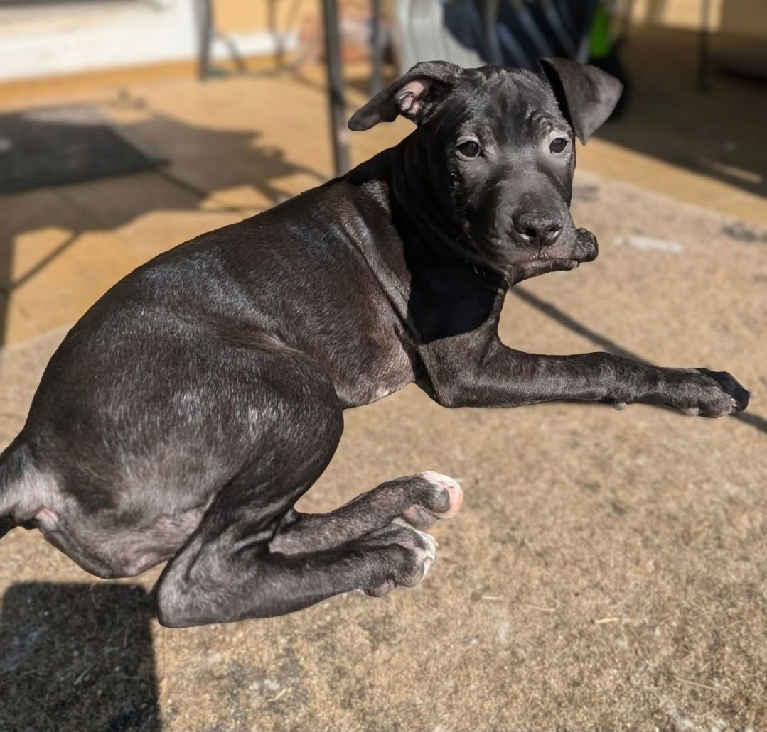 LOLA - American Staffordshire Terrier / American Pit Bull Terrier available for adoption