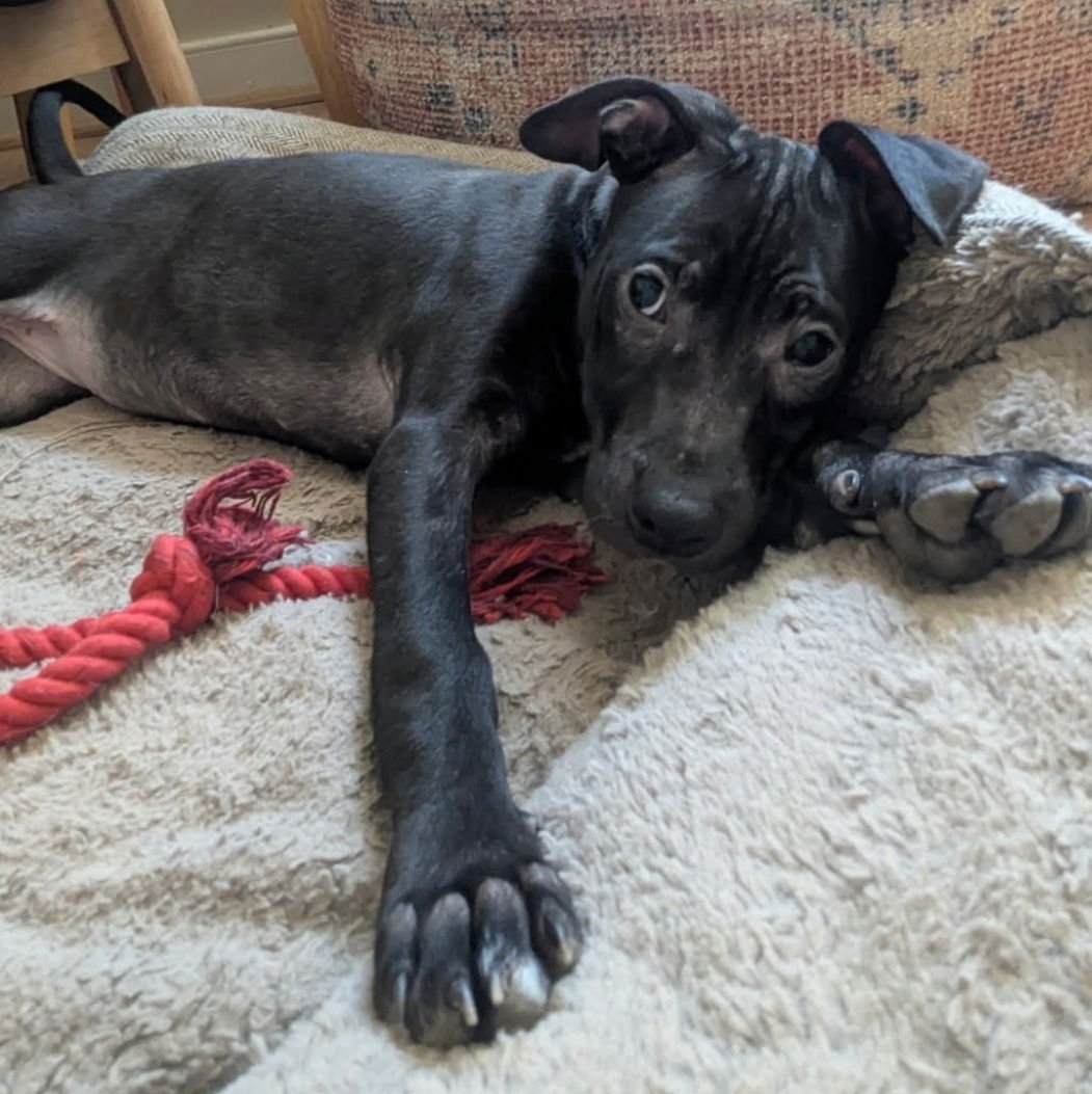 LOLA - American Staffordshire Terrier / American Pit Bull Terrier available for adoption