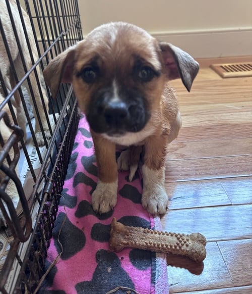 JENNY - Boxer / Husky available for adoption
