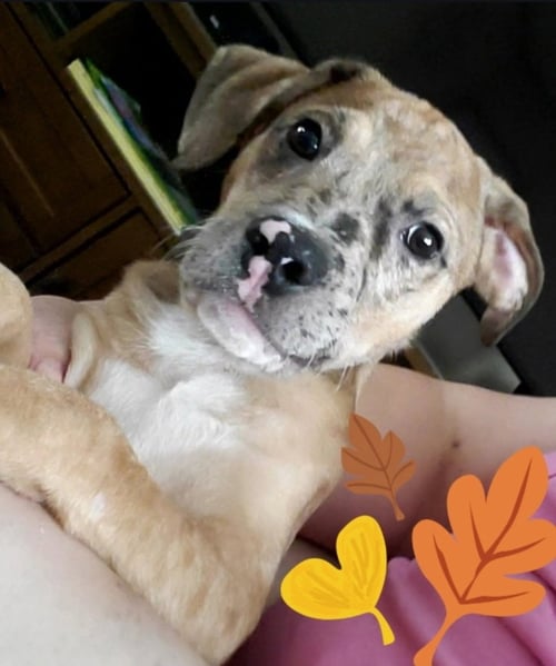 ROOSTER - American Pit Bull Terrier / Hound available for adoption