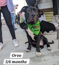 Oreo - Photo 2