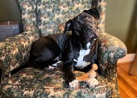 Oreo - Photo 5
