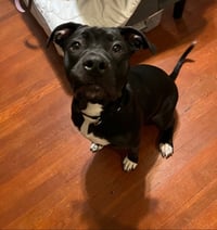 Oreo - Photo 6