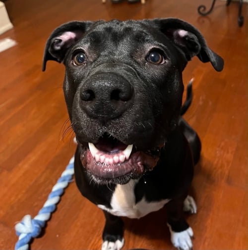 OREO - American Staffordshire Terrier / Labrador Retriever for adoption in Richmond