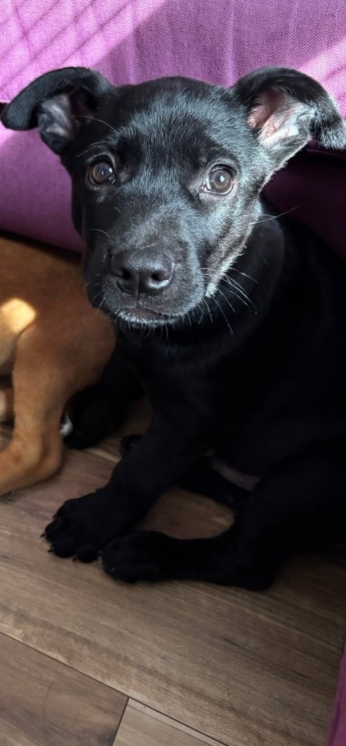 DUKE