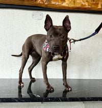 Winnie - Photo 2