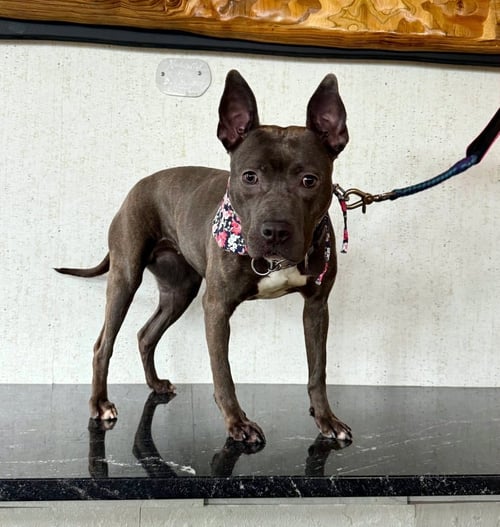 WINNIE - American Staffordshire Terrier / American Pit Bull Terrier available for adoption