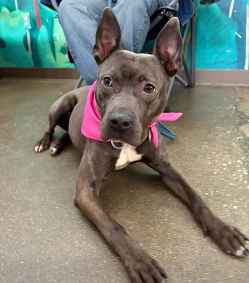 WINNIE - American Staffordshire Terrier / American Pit Bull Terrier for adoption in Richmond