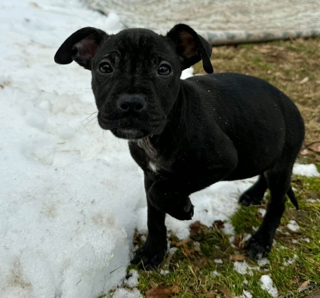 PUMA - American Pit Bull Terrier / American Staffordshire Terrier available for adoption