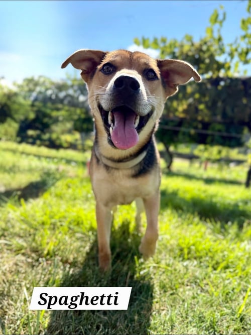 SPAGHETTI - German Shepherd Dog for adoption in Richmond