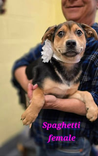 Spaghetti - Photo 3