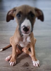 Luna - Photo 3