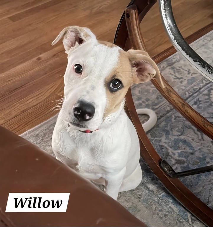Willow Image