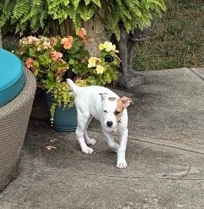 WILLOW - American Pit Bull Terrier / American Staffordshire Terrier available for adoption