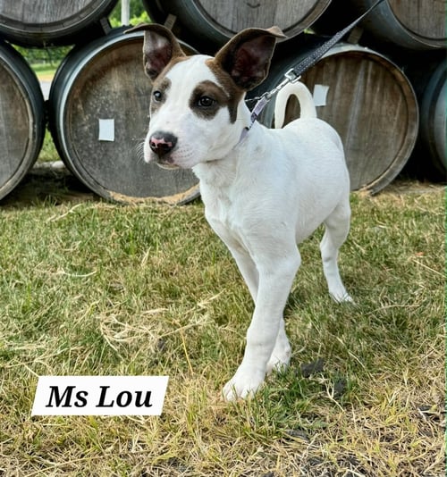 LOU - American Pit Bull Terrier / American Staffordshire Terrier available for adoption