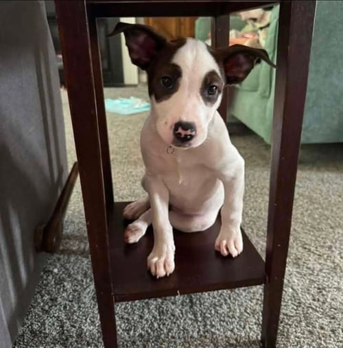 LOU - American Pit Bull Terrier / American Staffordshire Terrier available for adoption