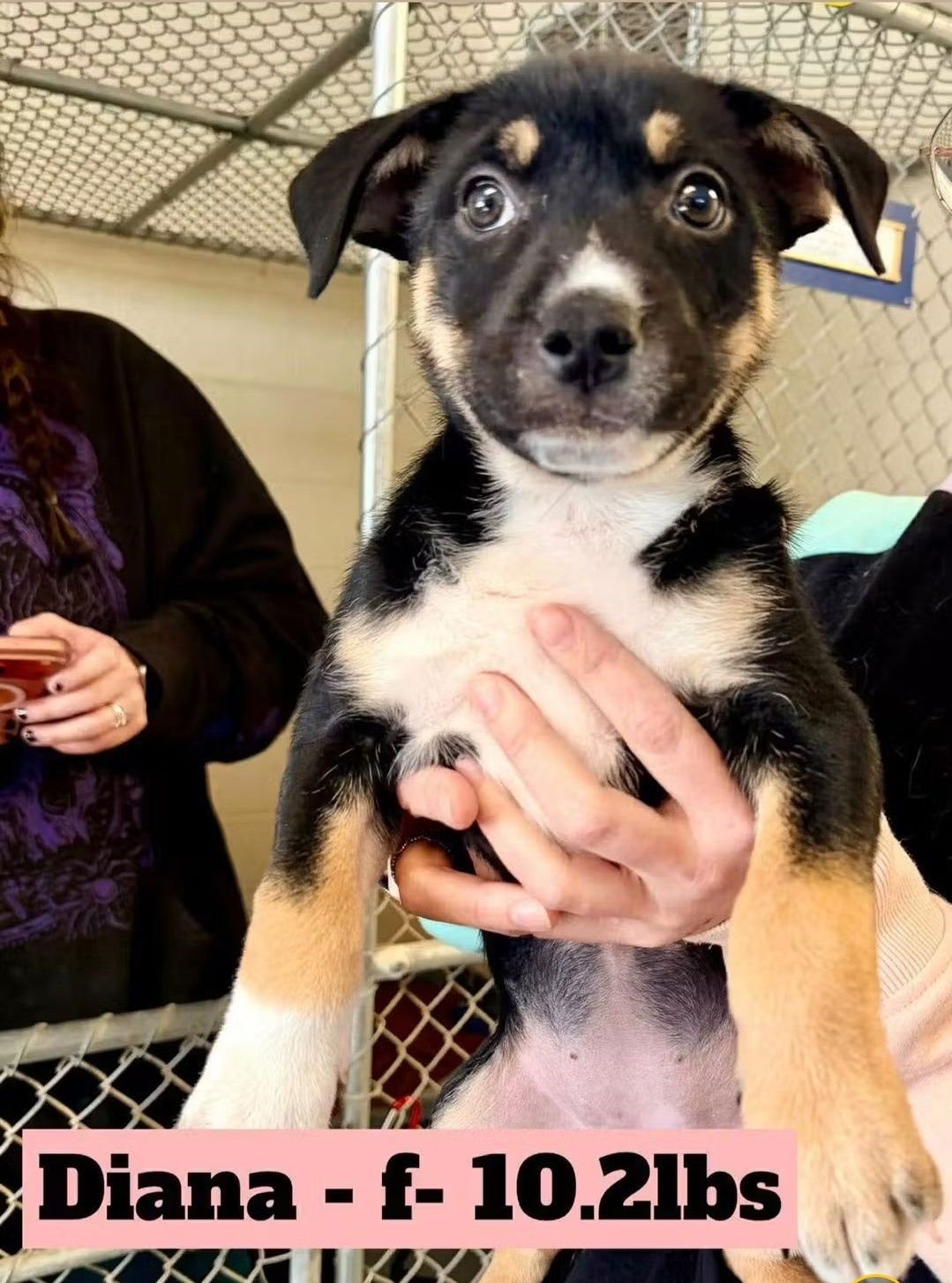 BENSLEY - Rottweiler / German Shepherd Dog available for adoption