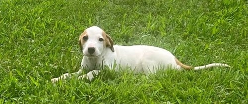 LUCA - American Pit Bull Terrier / Hound available for adoption