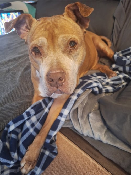 DIAMOND - American Pit Bull Terrier / American Staffordshire Terrier available for adoption