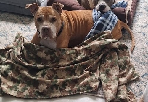 DIAMOND - American Pit Bull Terrier / American Staffordshire Terrier available for adoption