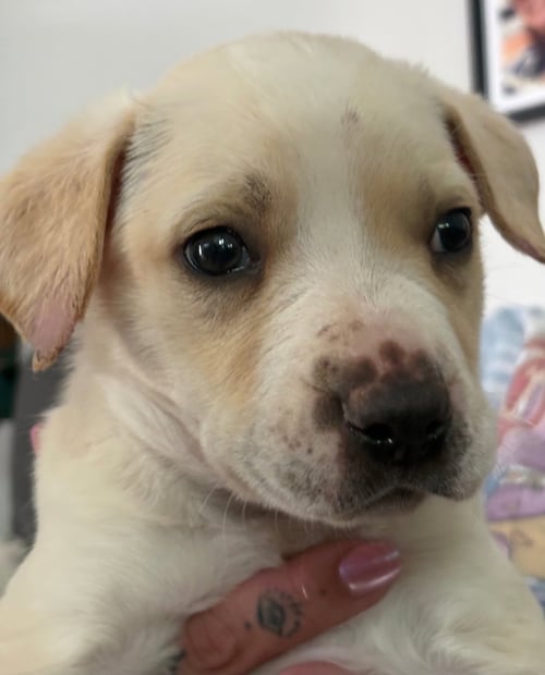 BANDIT - American Staffordshire Terrier / American Pit Bull Terrier available for adoption