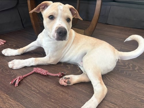 BANDIT - American Staffordshire Terrier / American Pit Bull Terrier for adoption in Richmond