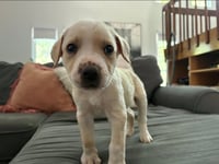 Bandit - Photo 5