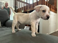 Bandit - Photo 3