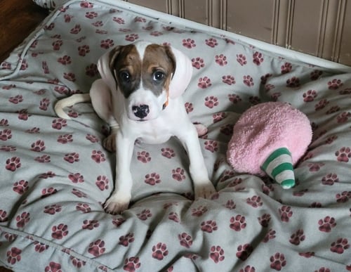 LEIA - American Pit Bull Terrier / Hound available for adoption