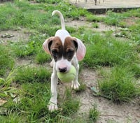 Leia - Photo 3