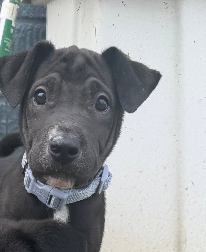 REMI - American Staffordshire Terrier / American Pit Bull Terrier available for adoption