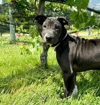 Remi - Photo 6