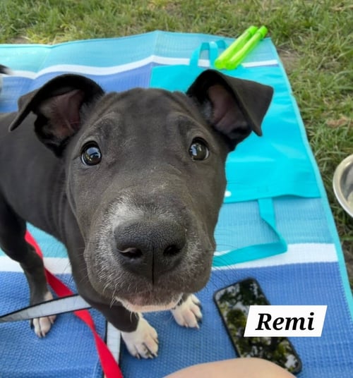 REMI - American Staffordshire Terrier / American Pit Bull Terrier for adoption in Richmond