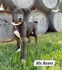 Remi - Photo 2