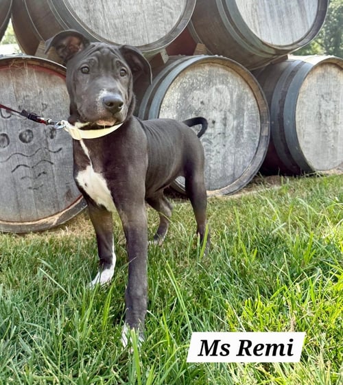 REMI - American Staffordshire Terrier / American Pit Bull Terrier available for adoption