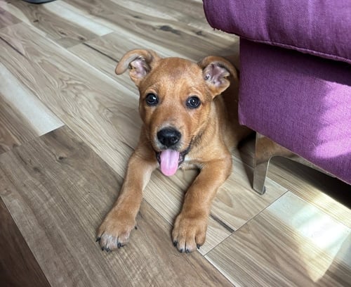 SCRAPPY - Mastiff / Labrador Retriever available for adoption