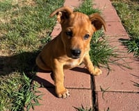 Scrappy - Photo 3