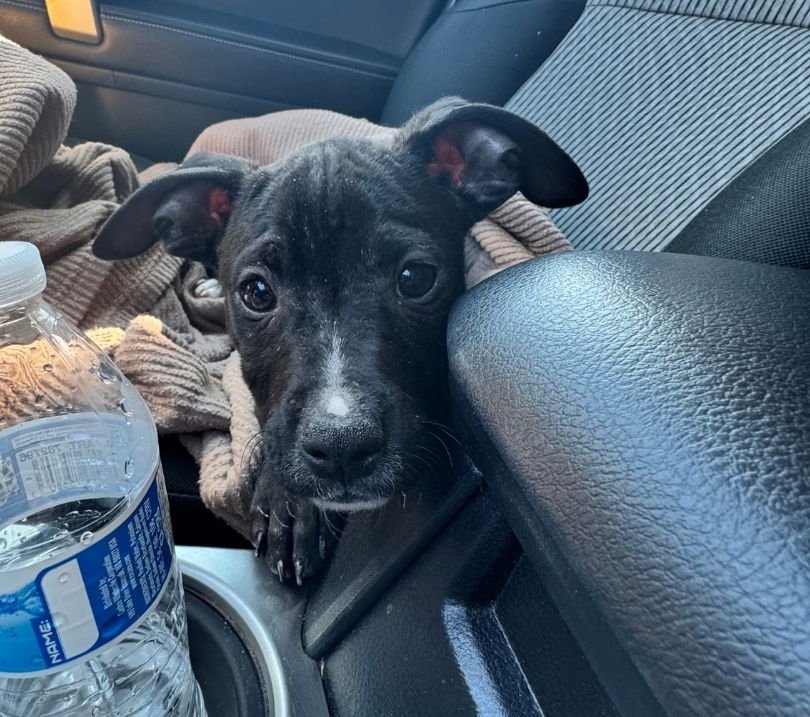 DOC MARTIN - American Pit Bull Terrier / American Staffordshire Terrier available for adoption