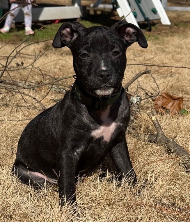 DOC MARTIN - American Pit Bull Terrier / American Staffordshire Terrier available for adoption