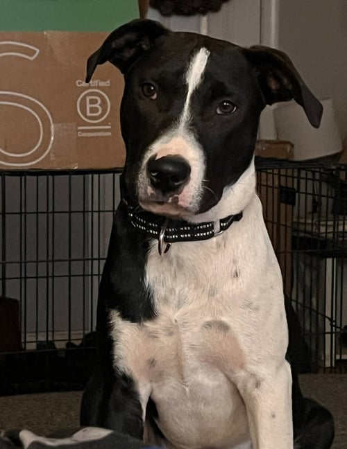 COOKIE - Hound for adoption in Richmond