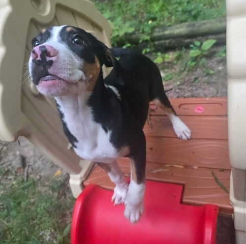 LINI - American Pit Bull Terrier / Hound available for adoption