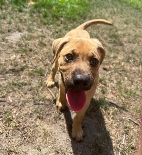 TANNER - Boxer / Hound available for adoption