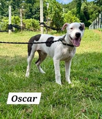 Oscar - Photo 2