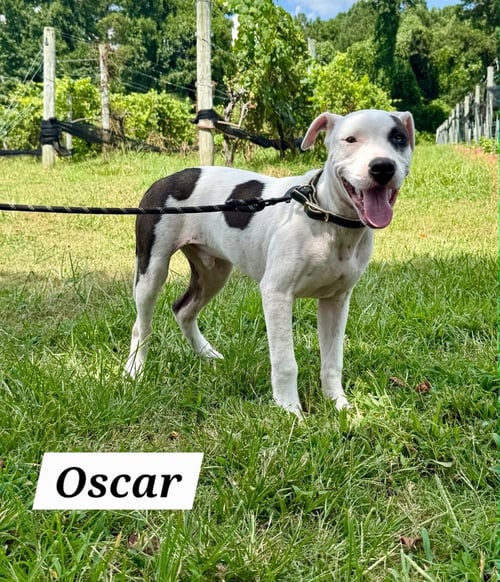 OSCAR - American Pit Bull Terrier / American Staffordshire Terrier available for adoption