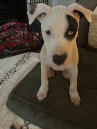 Oscar - Photo 1